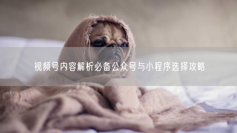 视频号内容解析必备公众号与小程序选择攻略